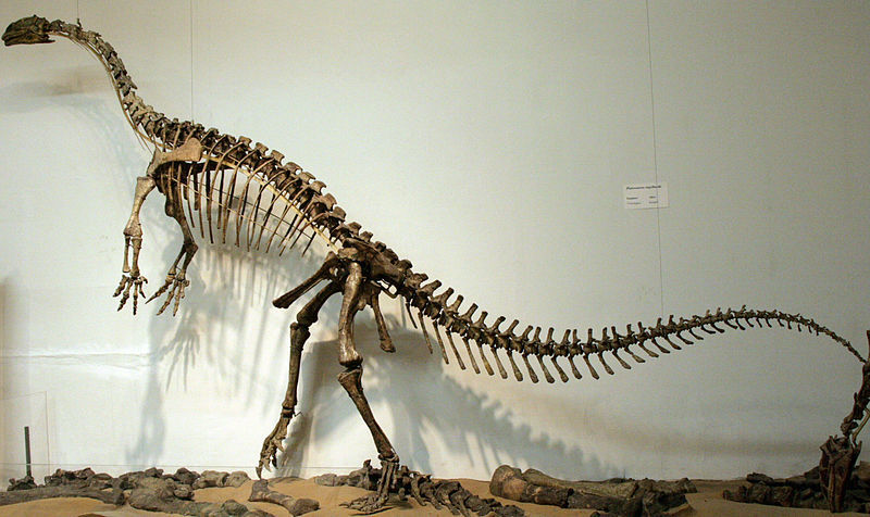 Plateosaurus